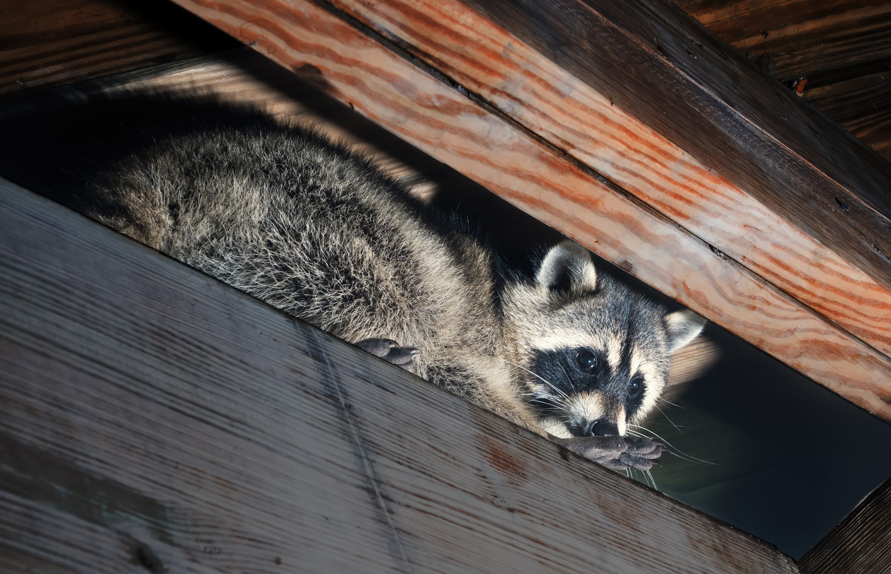 Who To Call To Remove A Raccoon From Your Attic? Varmint Gone