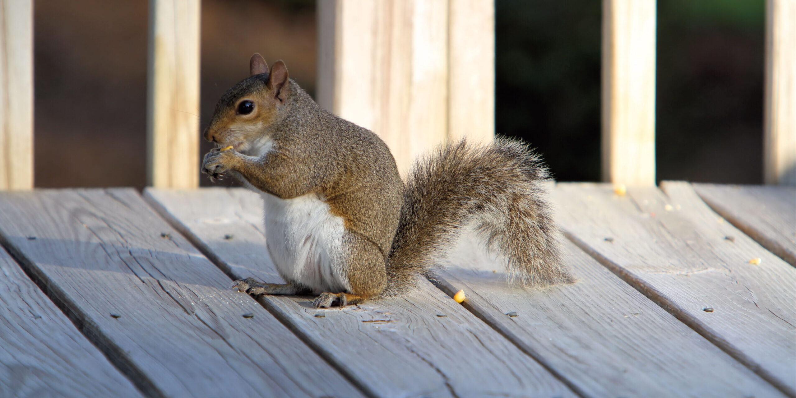 What Do Squirrels Eat? - Varmint Gone