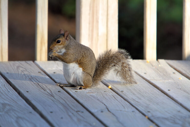 What Do Squirrels Eat What Do Squirrels Eat