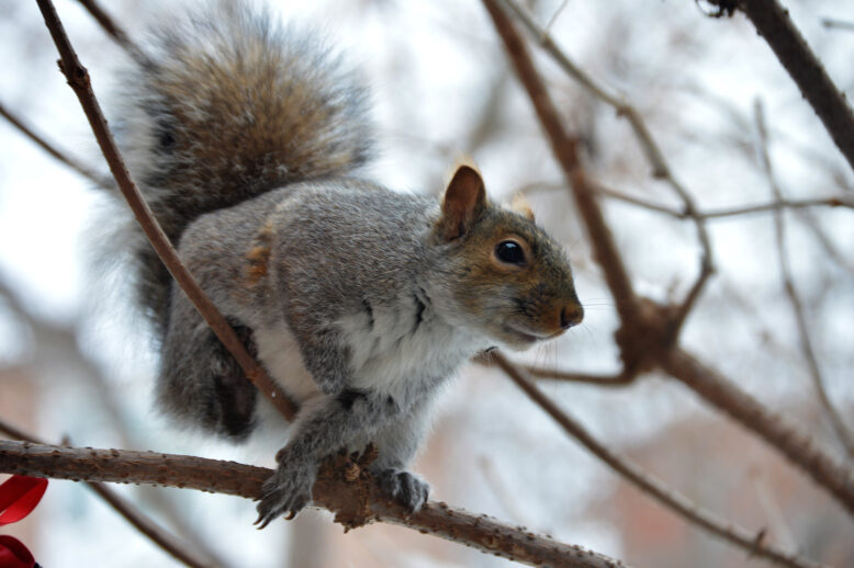 Do Squirrels Hibernate in Your Attic In The Winter? Do Squirrels Hibernate in Your Attic In The Winter?