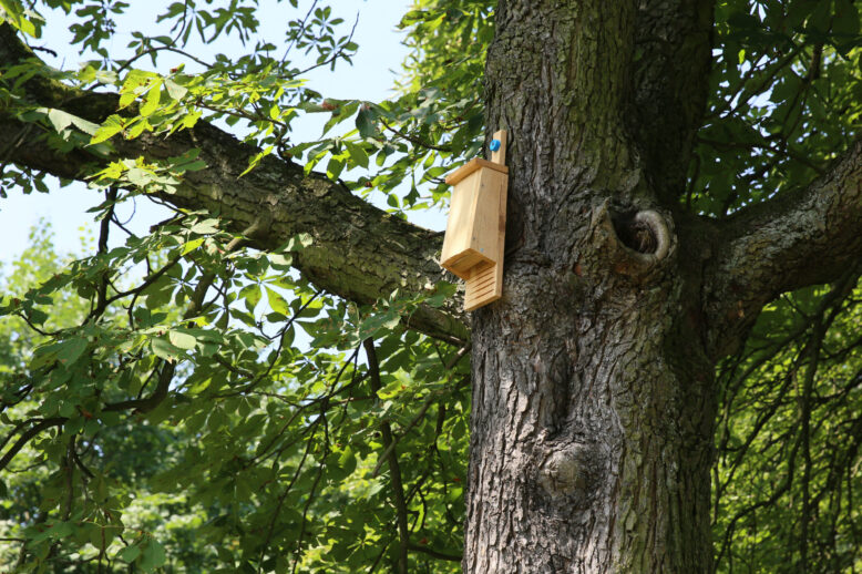 Amazing Benefits of Bat Houses Amazing Benefits of Bat Houses