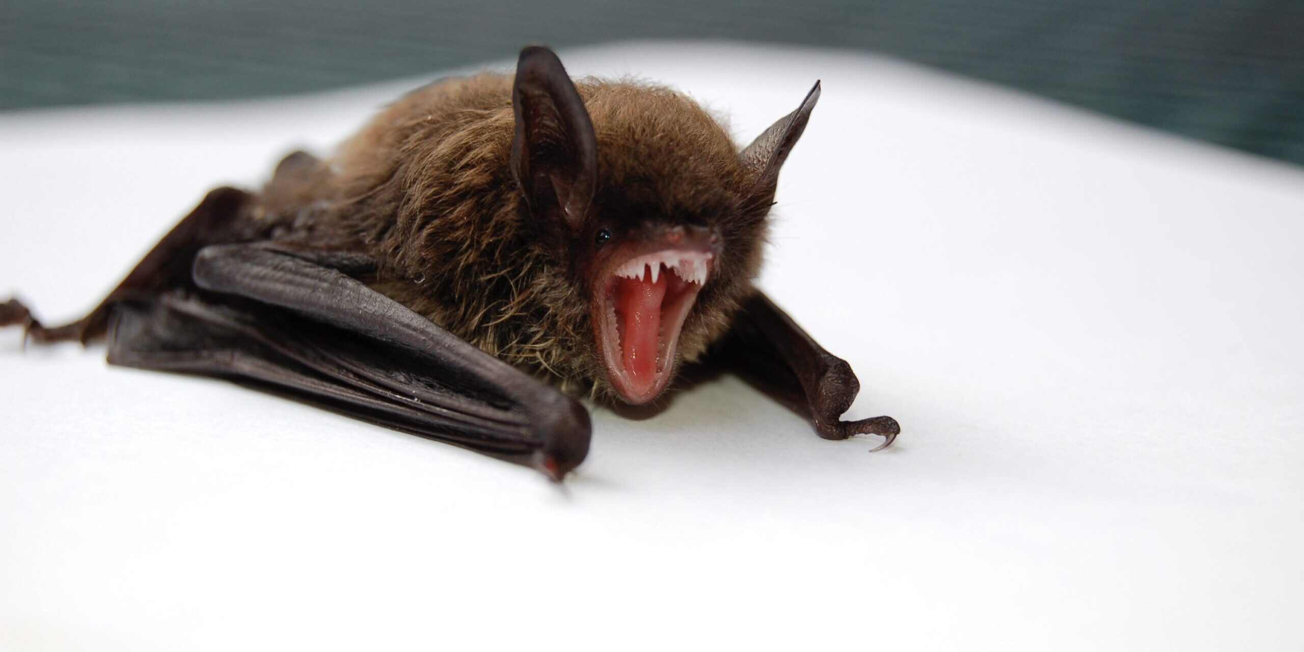 Bats and Rabies: Should You Be Worried? Bats and Rabies: Should You Be Worried?