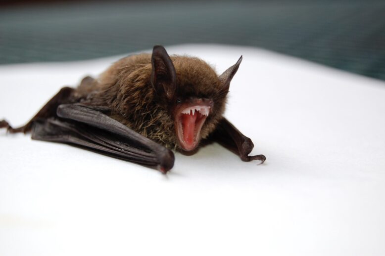 Bats and Rabies: Should You Be Worried? Bats and Rabies: Should You Be Worried?