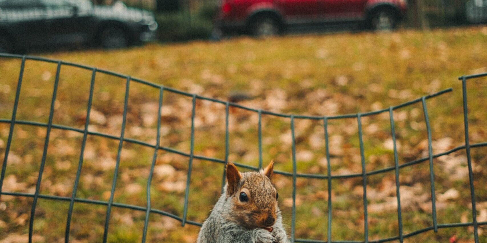 Protect Your Car Wiring From Rats, Squirrels And Other Rodents