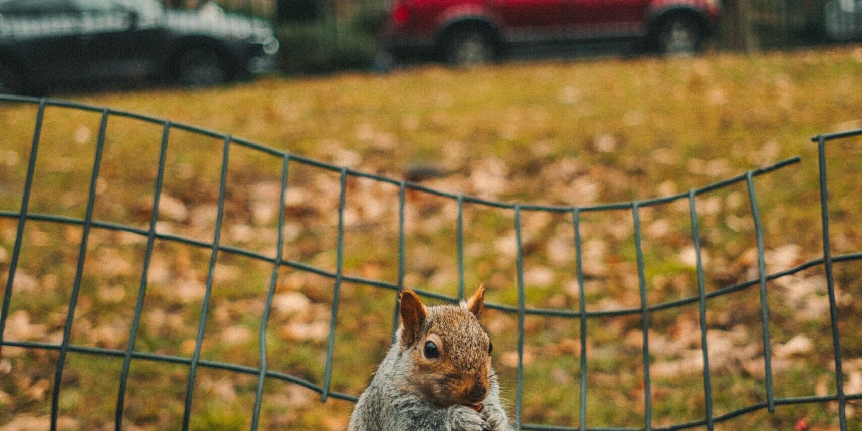 Protect Your Car Wiring From Rats, Squirrels And Other Rodents Varmint Gone