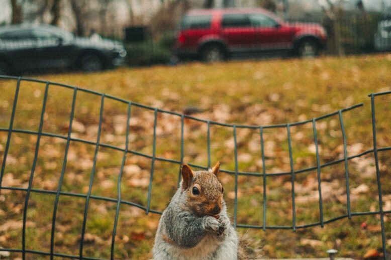 Protect Your Car Wiring From Rats, Squirrels And Other Rodents Protect Your Car Wiring From Rats, Squirrels And Other Rodents