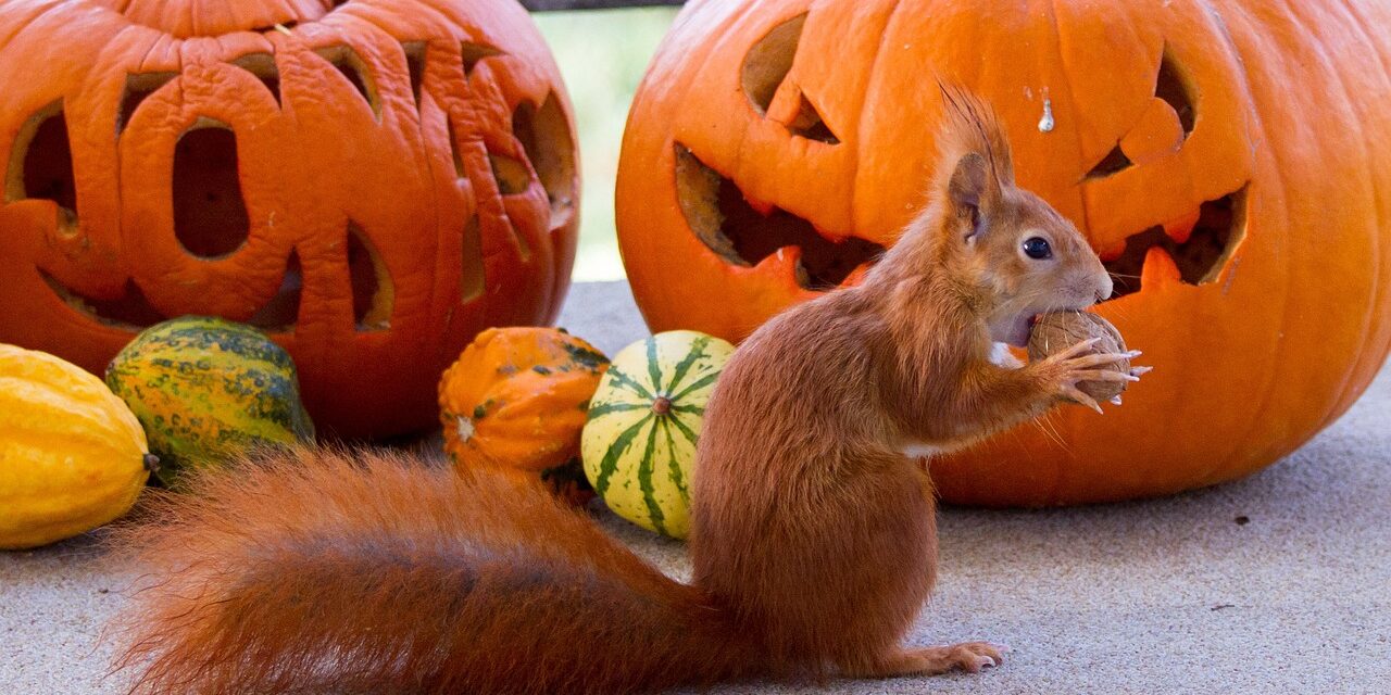 Unmasking Attic ‘Ghosts’: The Truth About Squirrels Unmasking Attic 'Ghosts': The Truth About Squirrels