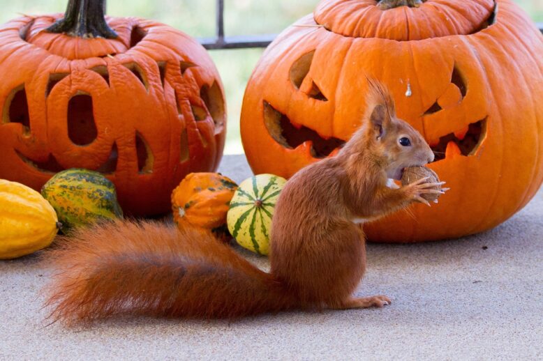 Unmasking Attic ‘Ghosts’: The Truth About Squirrels Unmasking Attic 'Ghosts': The Truth About Squirrels