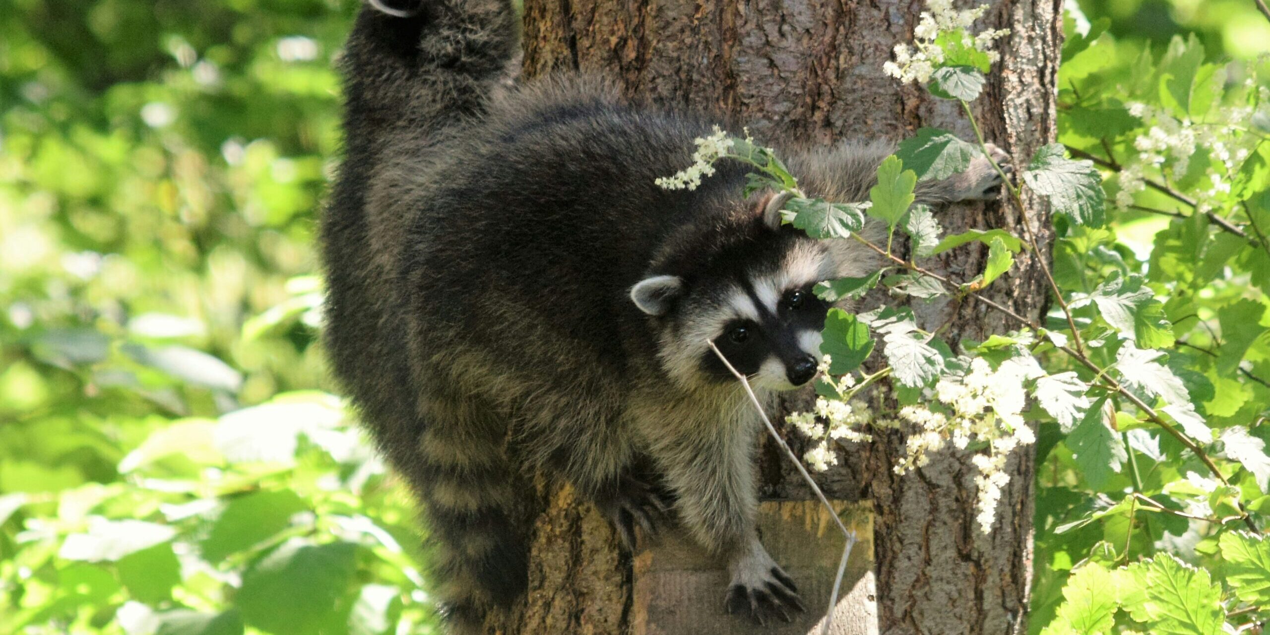 A Realtor Guide To Understanding Wildlife Infestation in Homes in Charlotte, NC A Realtor Guide To Understanding Wildlife Infestation in Homes in Charlotte, NC