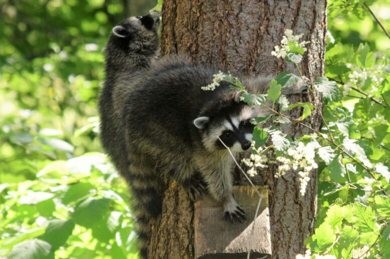 A Realtor Guide To Understanding Wildlife Infestation in Homes in Charlotte, NC A Realtor Guide To Understanding Wildlife Infestation in Homes in Charlotte, NC