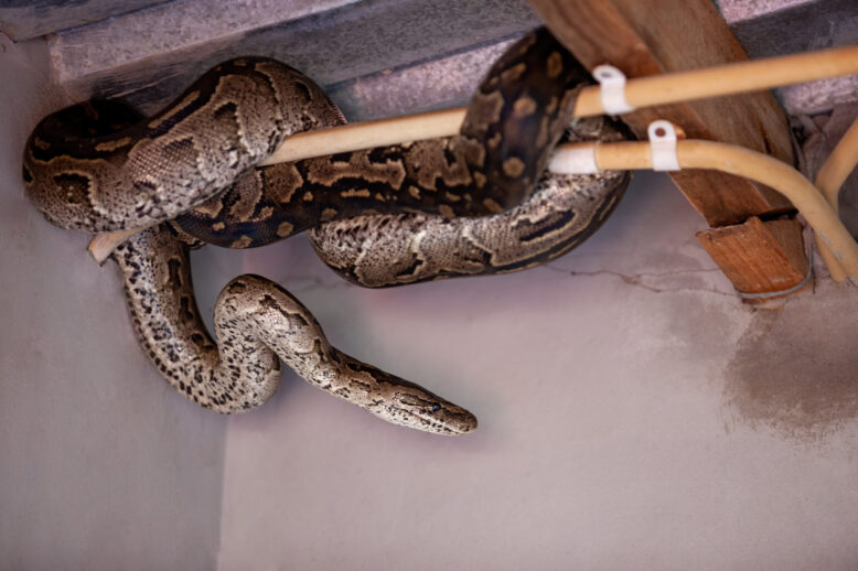 Debunking Common Myths About Snakes in North Carolina Debunking Common Myths About Snakes in North Carolina