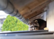 How Exterior Raccoon Damage Can Affect Your Home