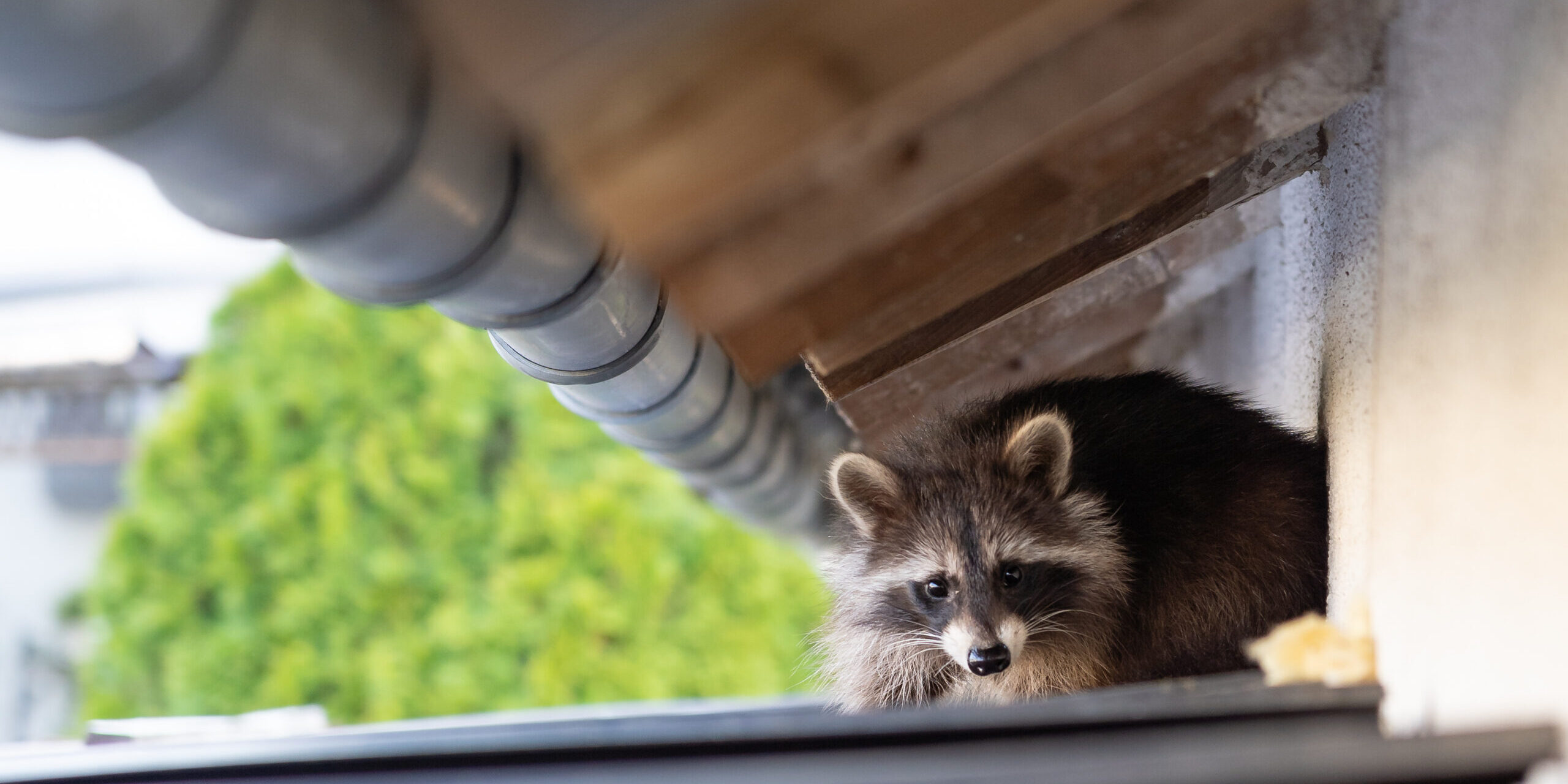 How Exterior Raccoon Damage Can Affect Your Home