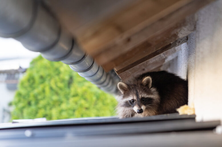 How Exterior Raccoon Damage Can Affect Your Home How Exterior Raccoon Damage Can Affect Your Home