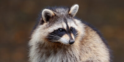 Varmint Gone Raccoon Removal Services