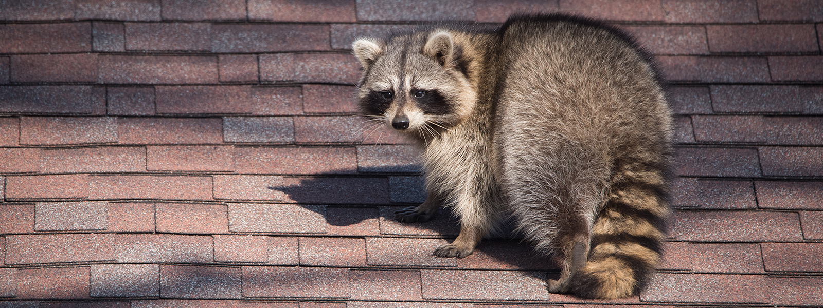 Varmint Gone Raccoon Removal Services Raccoon Damage Repair