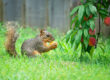 How to Keep Squirrels Out of Your Yard and Garden