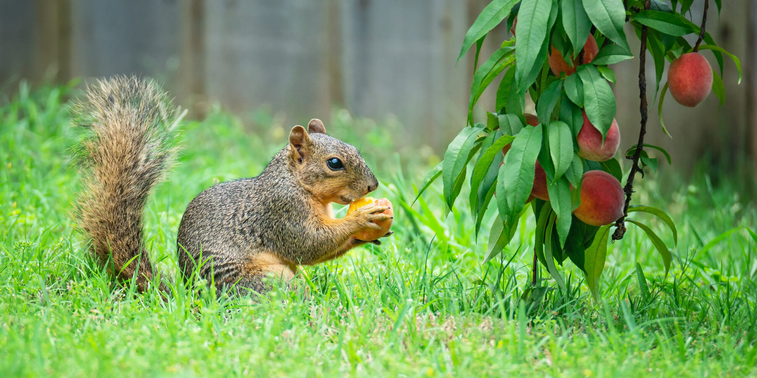 How to Keep Squirrels Out of Your Yard and Garden How to Keep Squirrels Out of Your Yard and Garden