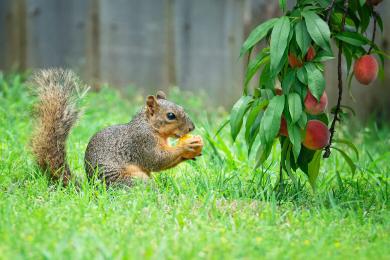 How to Keep Squirrels Out of Your Yard and Garden How to Keep Squirrels Out of Your Yard and Garden