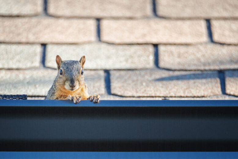 The Hidden Dangers of Uninhabited Homes: Wildlife Infestation in North Carolina The Hidden Dangers of Uninhabited Homes: Wildlife Infestation in North Carolina