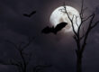 Do Bats Attack Humans? Debunking the Myths and Understanding the Facts