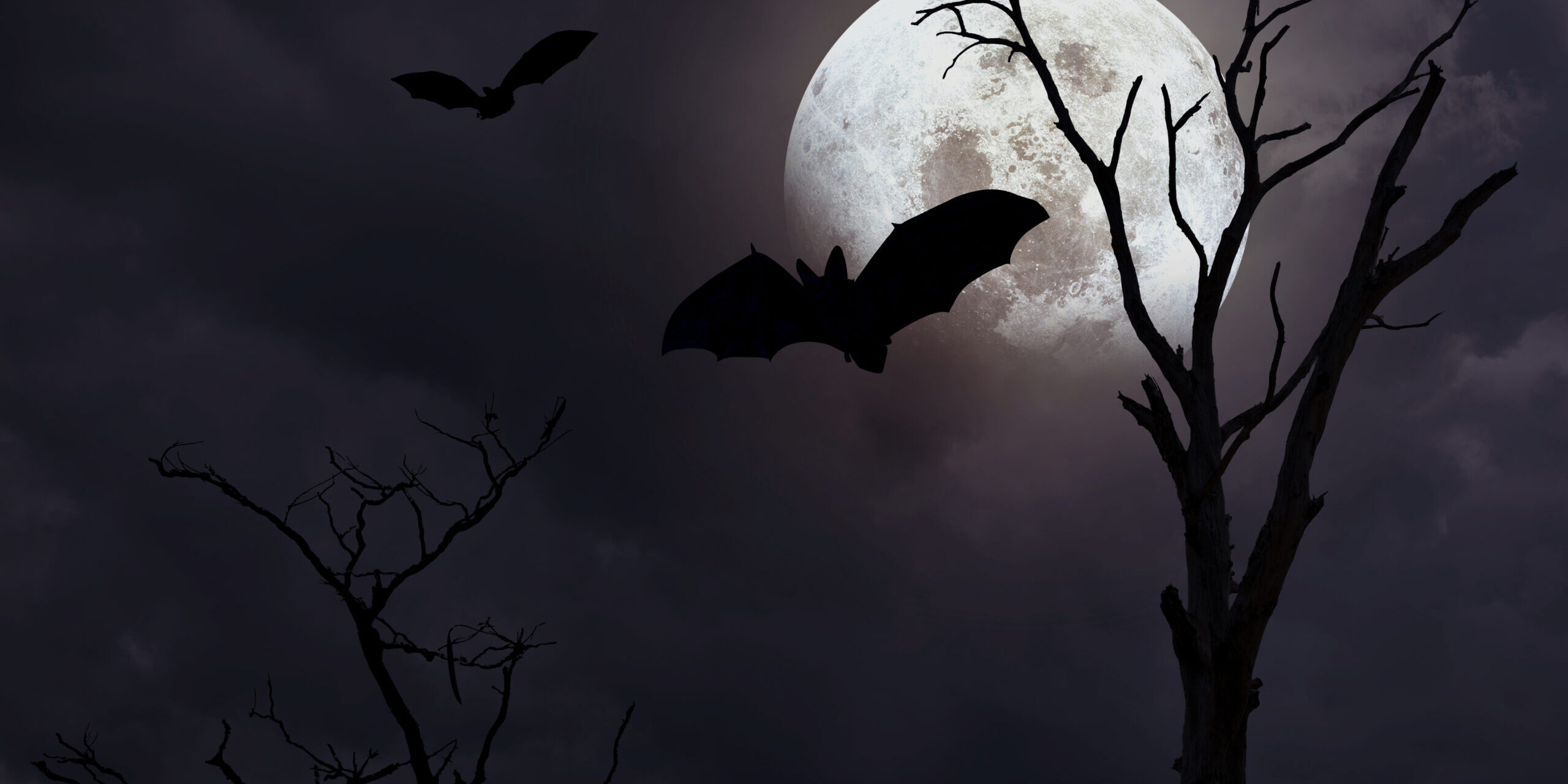 Do Bats Attack Humans? Debunking the Myths and Understanding the Facts