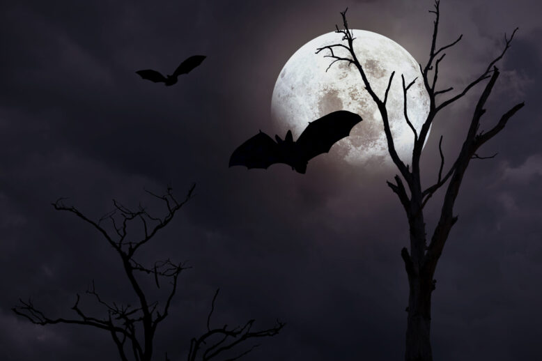 Do Bats Attack Humans? Debunking the Myths and Understanding the Facts Do Bats Attack Humans? Debunking the Myths and Understanding the Facts