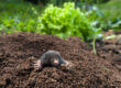 Control Yard Invasions: Gophers, Moles, and Voles