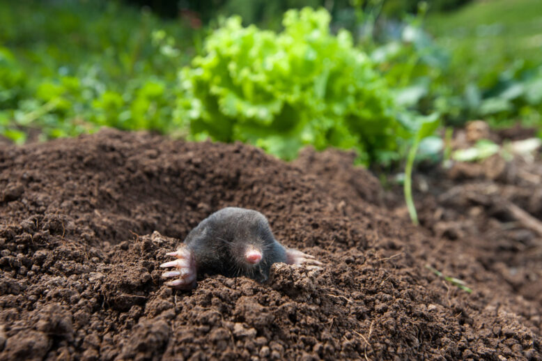 Control Yard Invasions: Gophers, Moles, and Voles Control Yard Invasions: Gophers, Moles, and Voles
