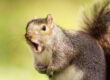 The Secret Life of Squirrels: What You Didn’t Know About Them