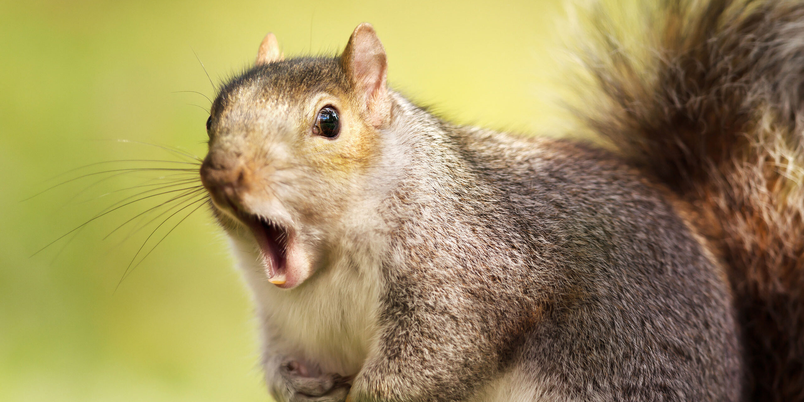 The Secret Life of Squirrels: What You Didn’t Know About Them