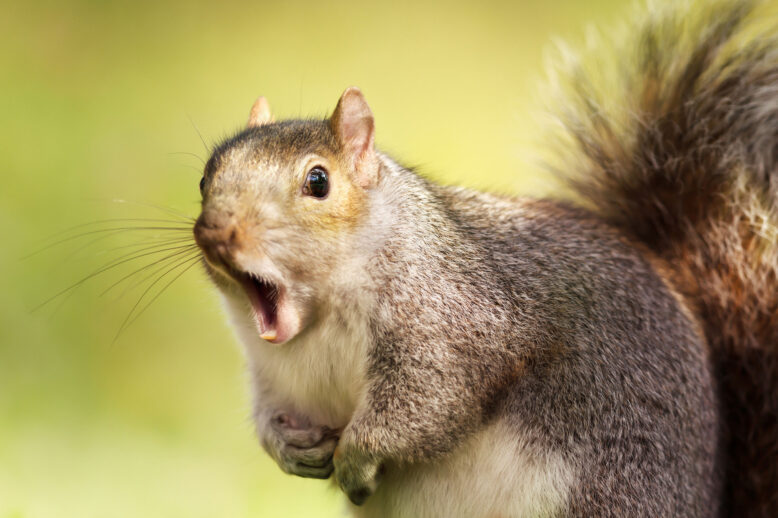 The Secret Life of Squirrels: What You Didn’t Know About Them The Secret Life of Squirrels: What You Didn’t Know About Them