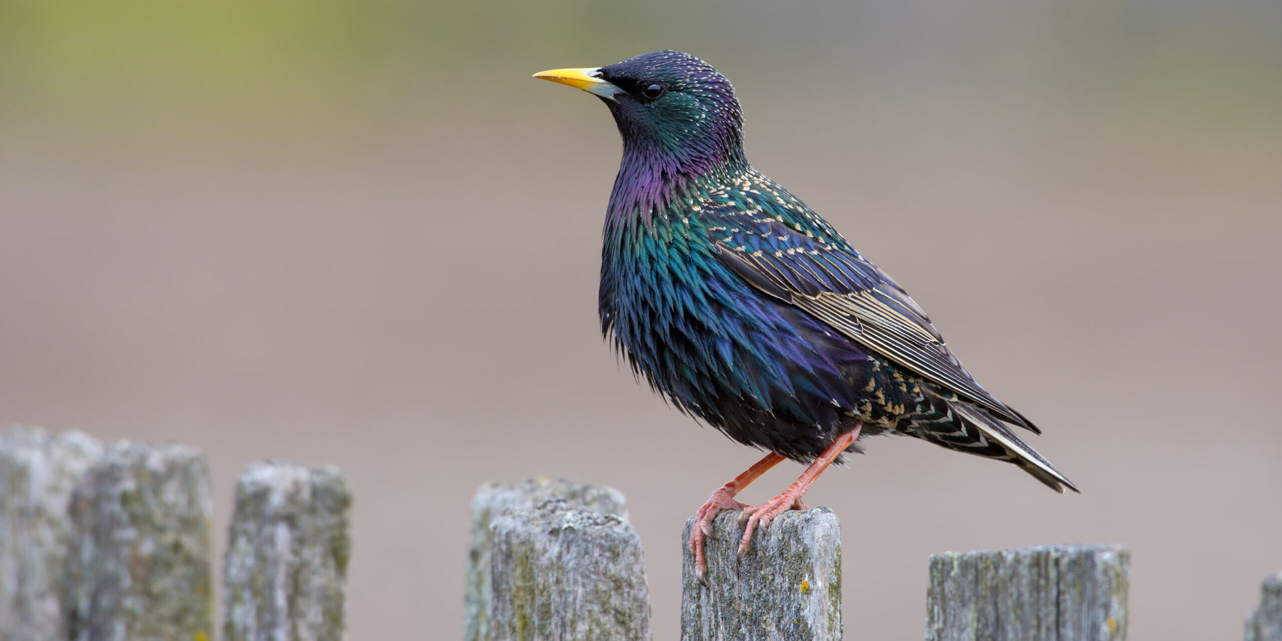 Top 5 Birds That Cause Problems for Homeowners