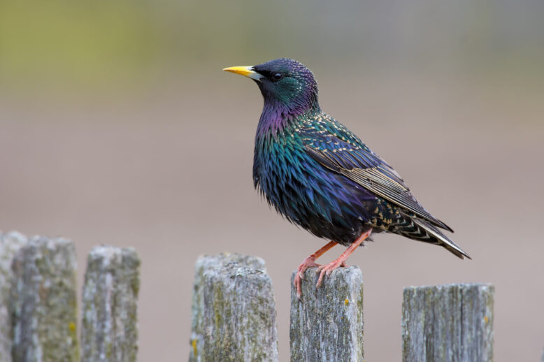 Top 5 Birds That Cause Problems for Homeowners Top 5 Birds That Cause Problems for Homeowners