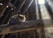 Bats Are Back – Is Your Home Ready for Spring?