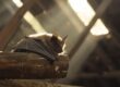 DIY Bat Removal Step-by-Step Guide