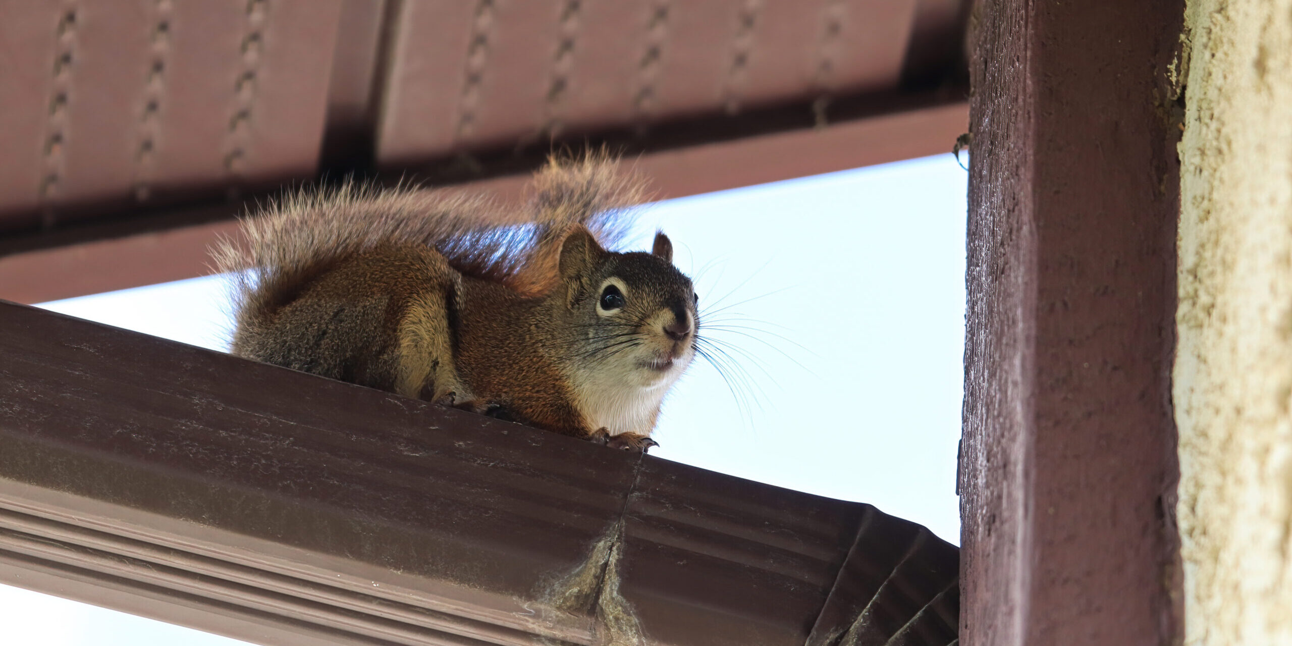 Why Is It So Bad to Have Squirrels Living in Your Home?