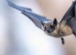 How much does bat removal cost? picture credit: Oleg Gapeenko