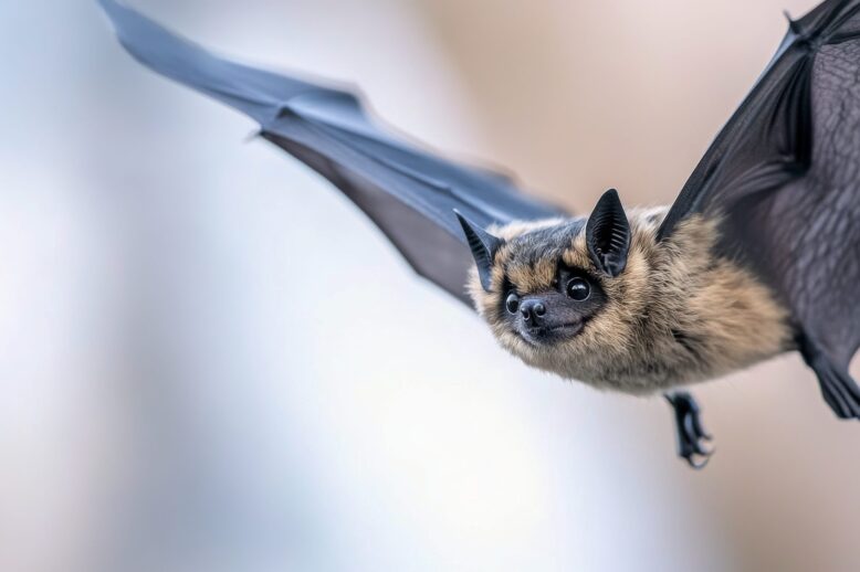 How much does bat removal cost? How much does bat removal cost? picture credit: Oleg Gapeenko