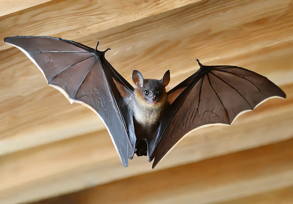 Varmint Gone Bat Removal Services Charlotte NC