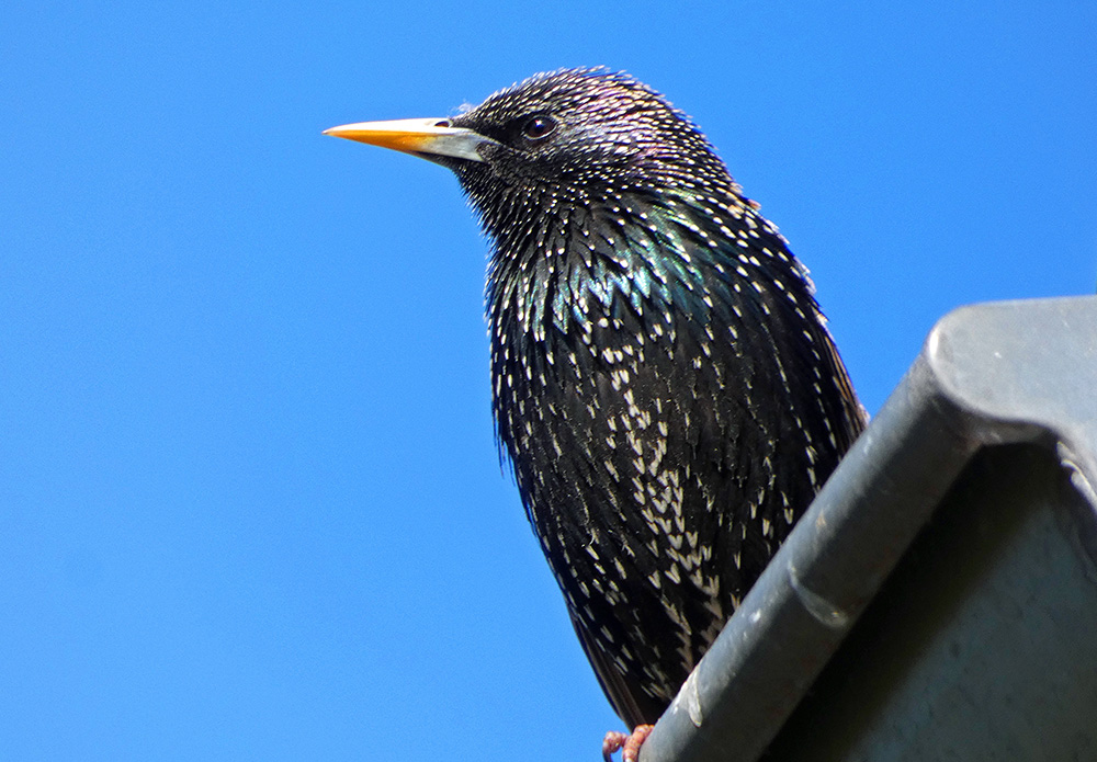 Varmint Gone Bird Removal Services Charlotte NC