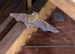 Why You Keep Having A Seasonal Bat Infestation