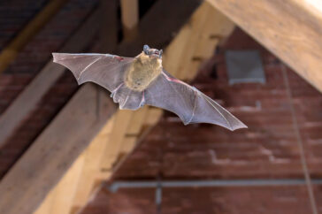 Why You Keep Having A Seasonal Bat Infestation