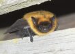 Why is it Important to Hire a Bat Removal Expert?