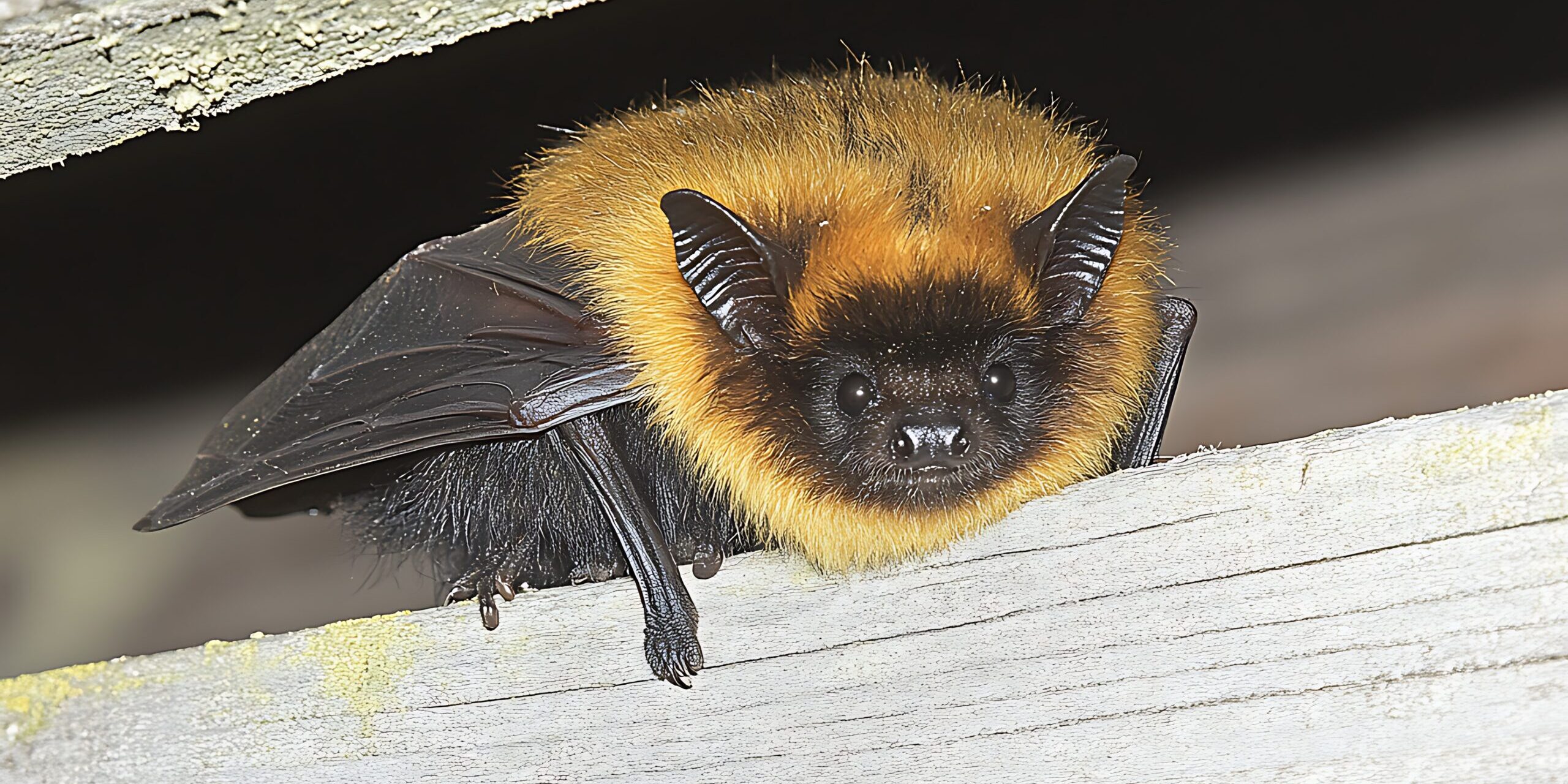Why is it Important to Hire a Bat Removal Expert? Why is it Important to Hire a Bat Removal Expert?