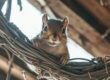 Why Is It Important to Hire a Squirrel Removal Expert?