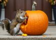 How to Stop Squirrels from Eating Your Pumpkins