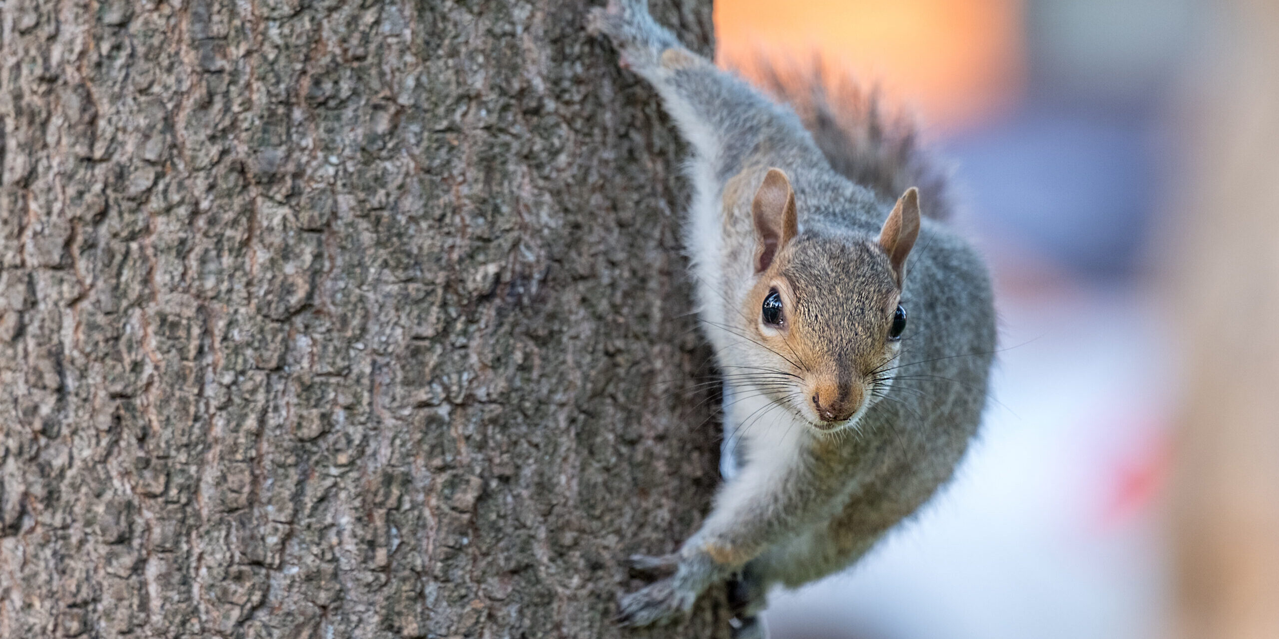 What Diseases Can Squirrels Carry?