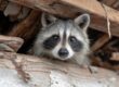 How Much Does Raccoon Removal Cost?