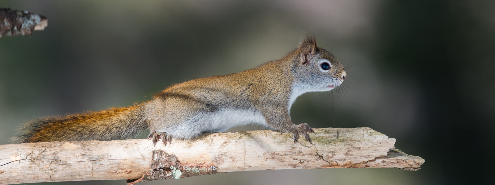 Flying Squirrels in Attic Removal